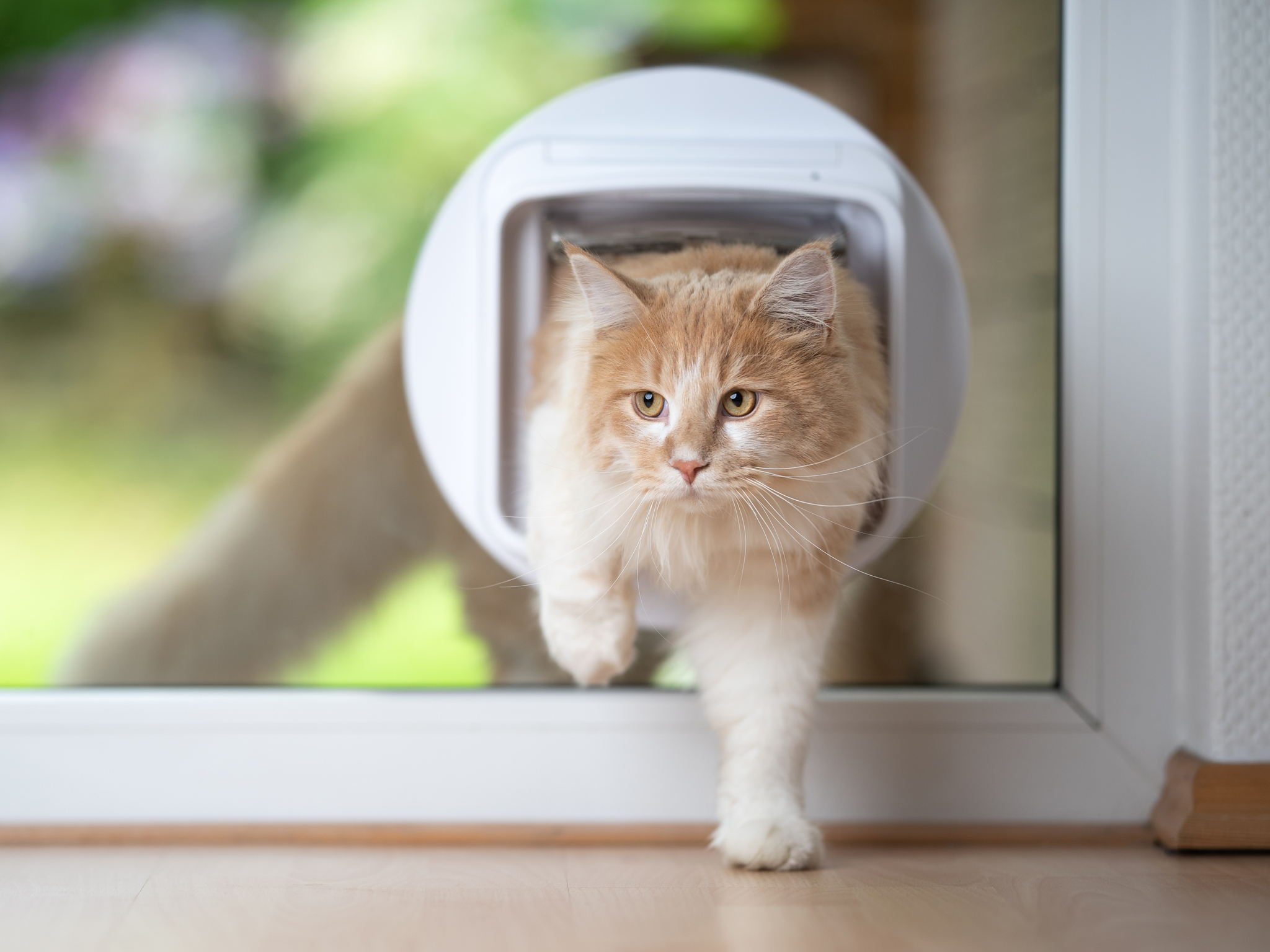 Foto_kattenluik
